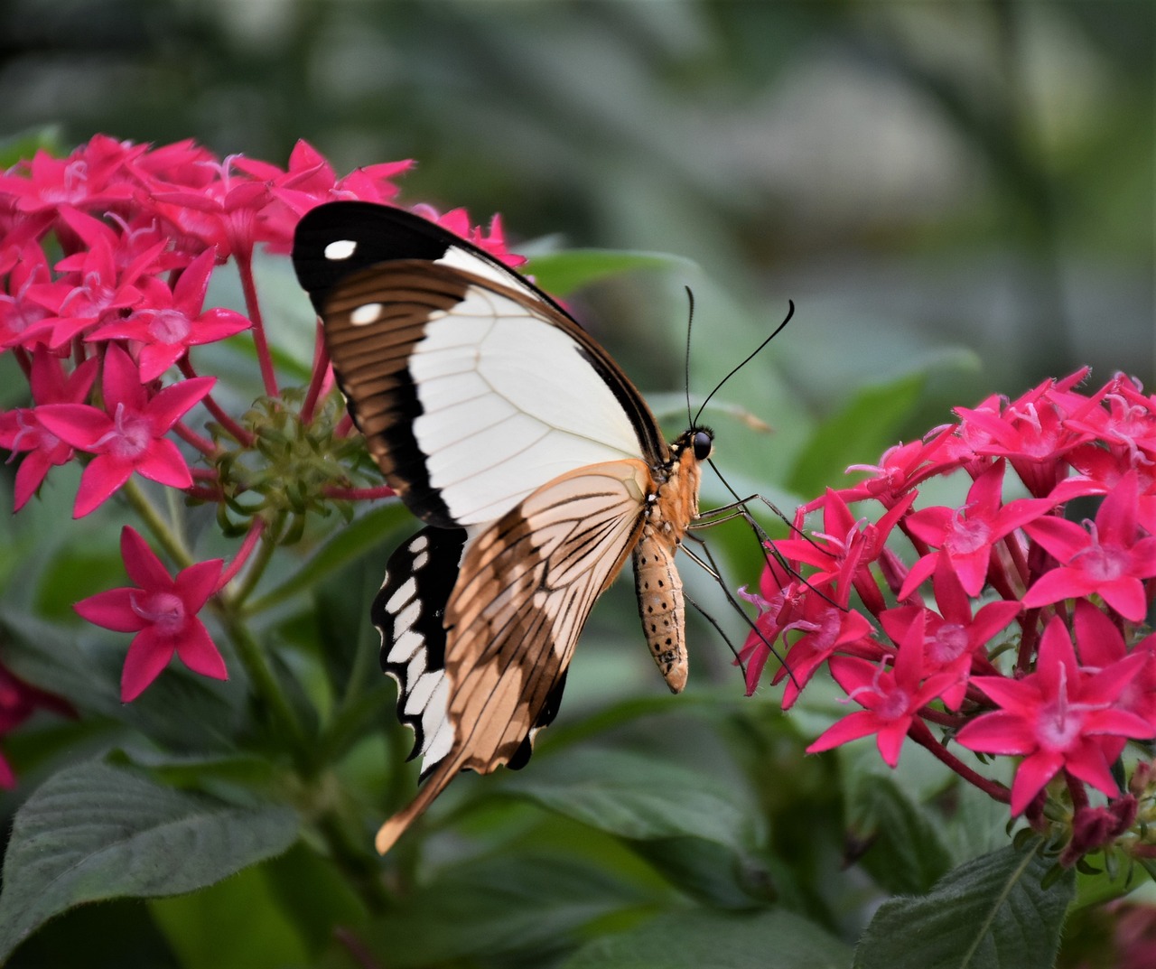 Best Plants for a Tropical Backyard Retreat